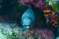   Moray eel Mallorca Panasonic Lumix TZ3 ISO 250 13.7 0EV f4.7 130. 137 13 f/4.7, f/47, f/4 7, f4.7, 4.7, 1/30. 1/30 30.  